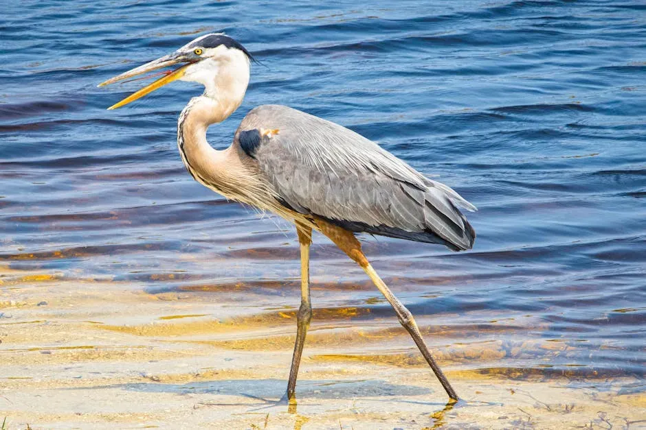#4: Their Feet Are Precision-Engineered for Wetland Stealth (Image Credits: Pexels)