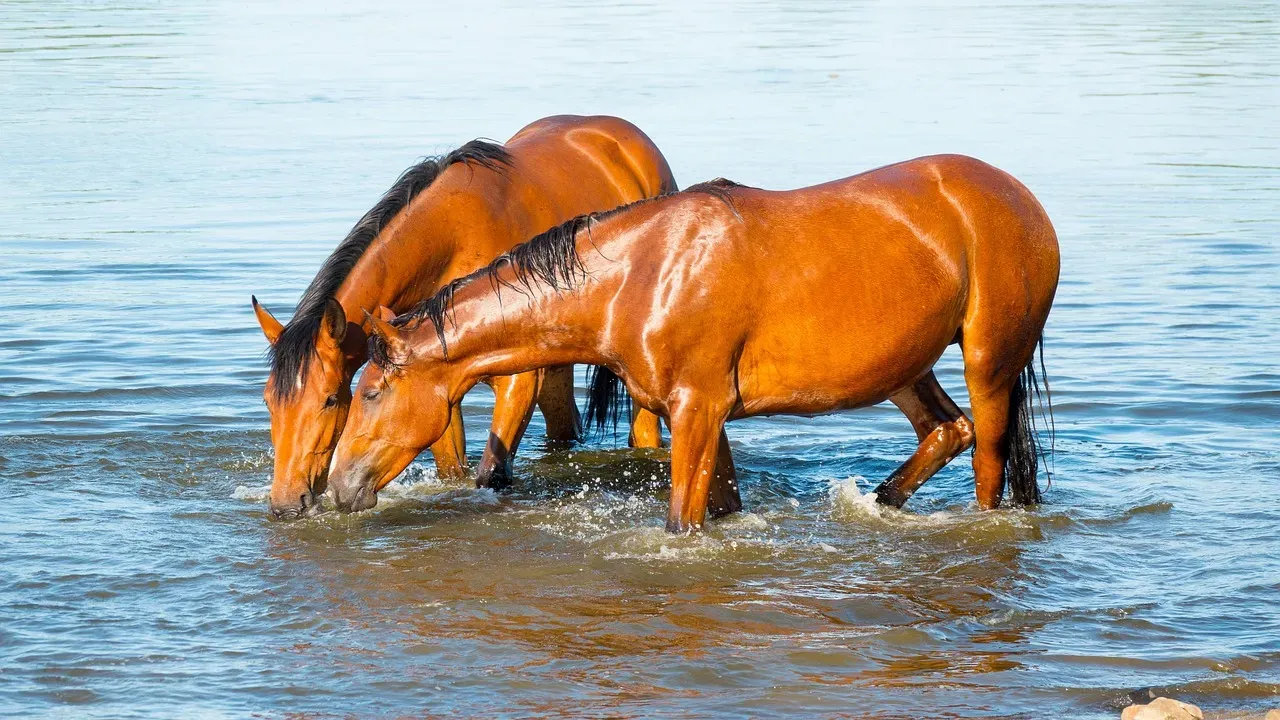 Cold Water After Exercise Causes Colic (Image Credits: Pixabay)