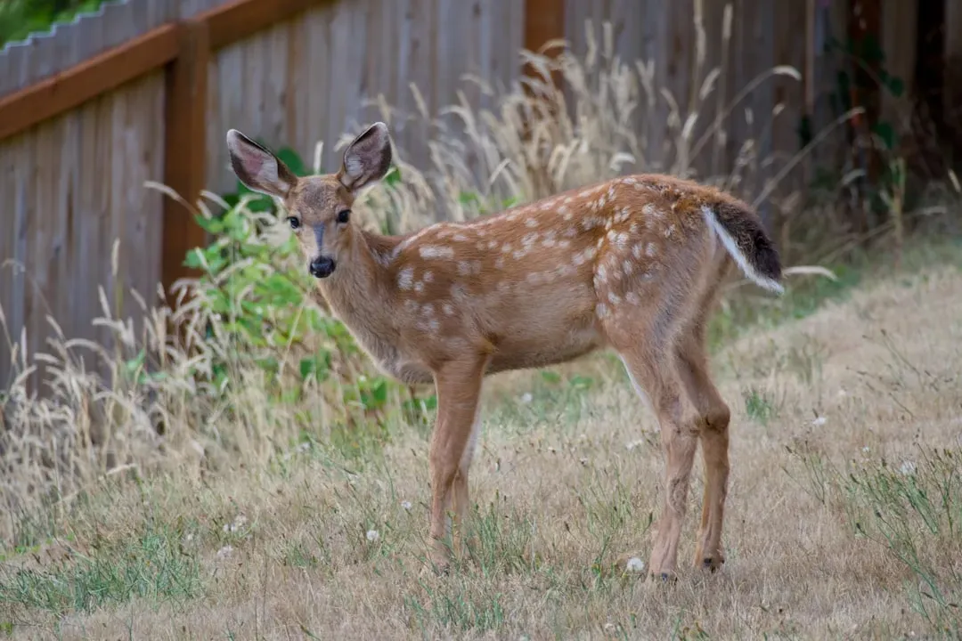 The Deer: Grace Meets Gentleness (Image Credits: Unsplash)