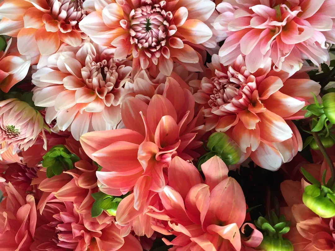 #37 - Dinner-Plate Dahlias: The County Fair Winner, Not the Hummingbird's (Image Credits: Unsplash)