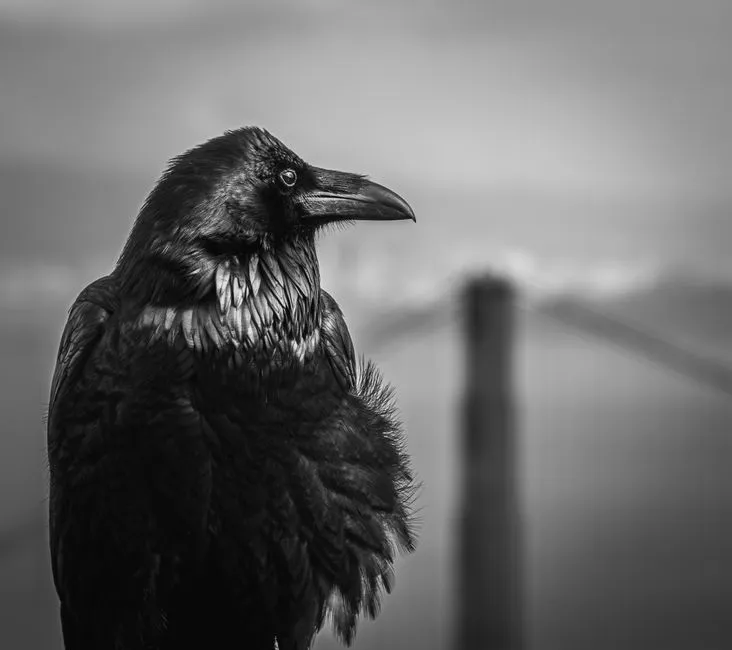 Seeing The Raven Anew: What These Stories Ask Of Us (Image Credits: Pexels)