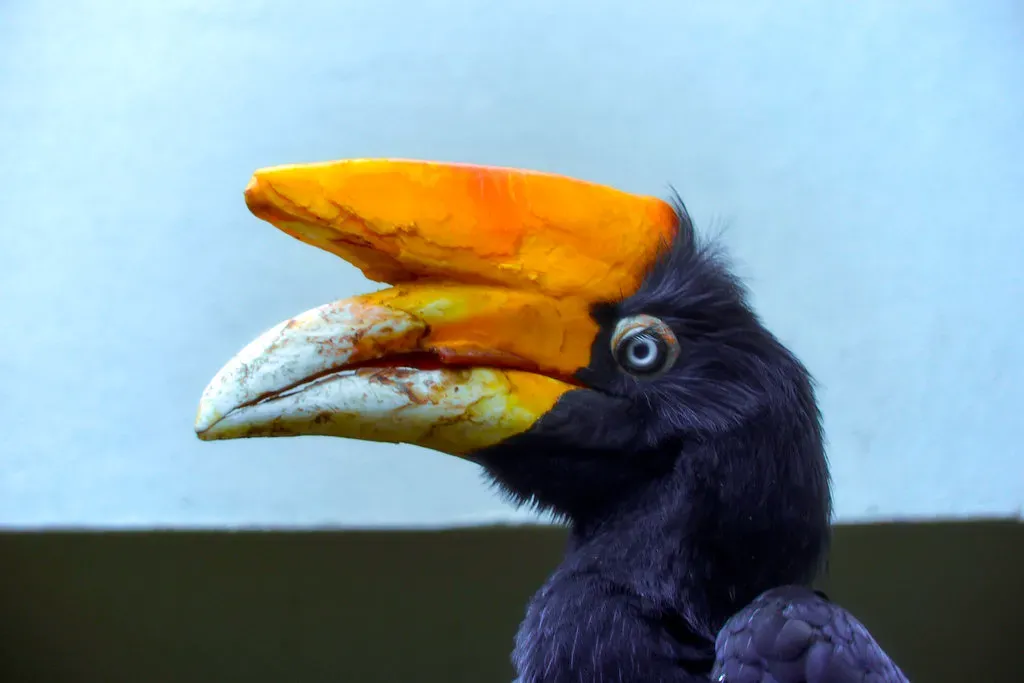 Rhinoceros Hornbill: Casque of Power (Image Credits: Flickr)