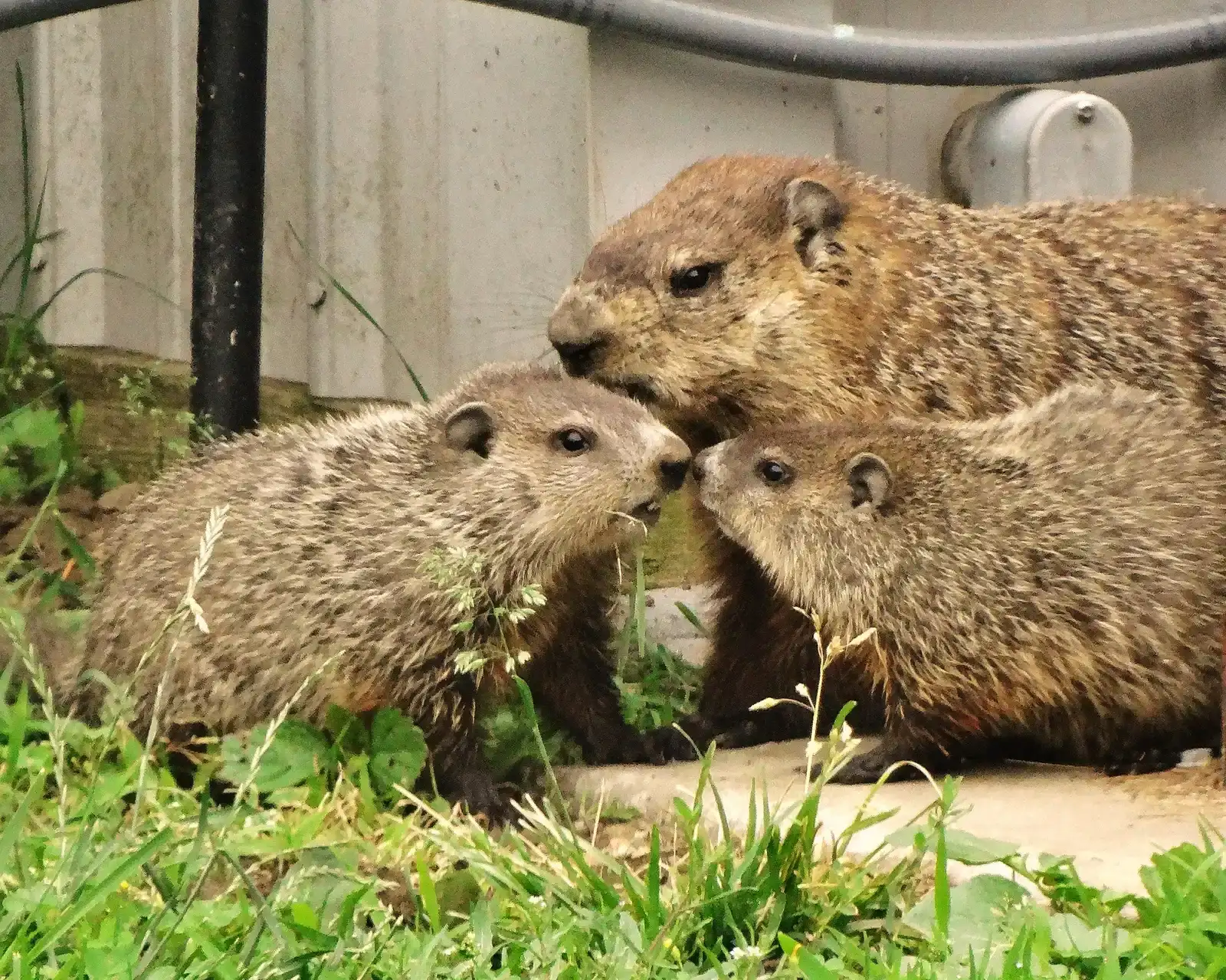 Soft Soil Perfect for Burrowing (Image Credits: Wikimedia)