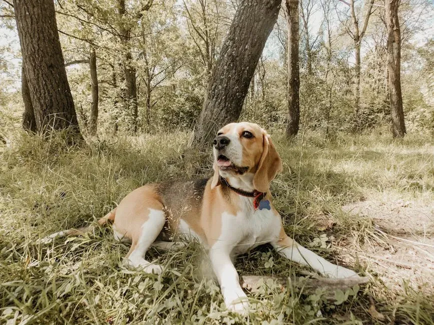 11. Beagle (Image Credits: Pexels)