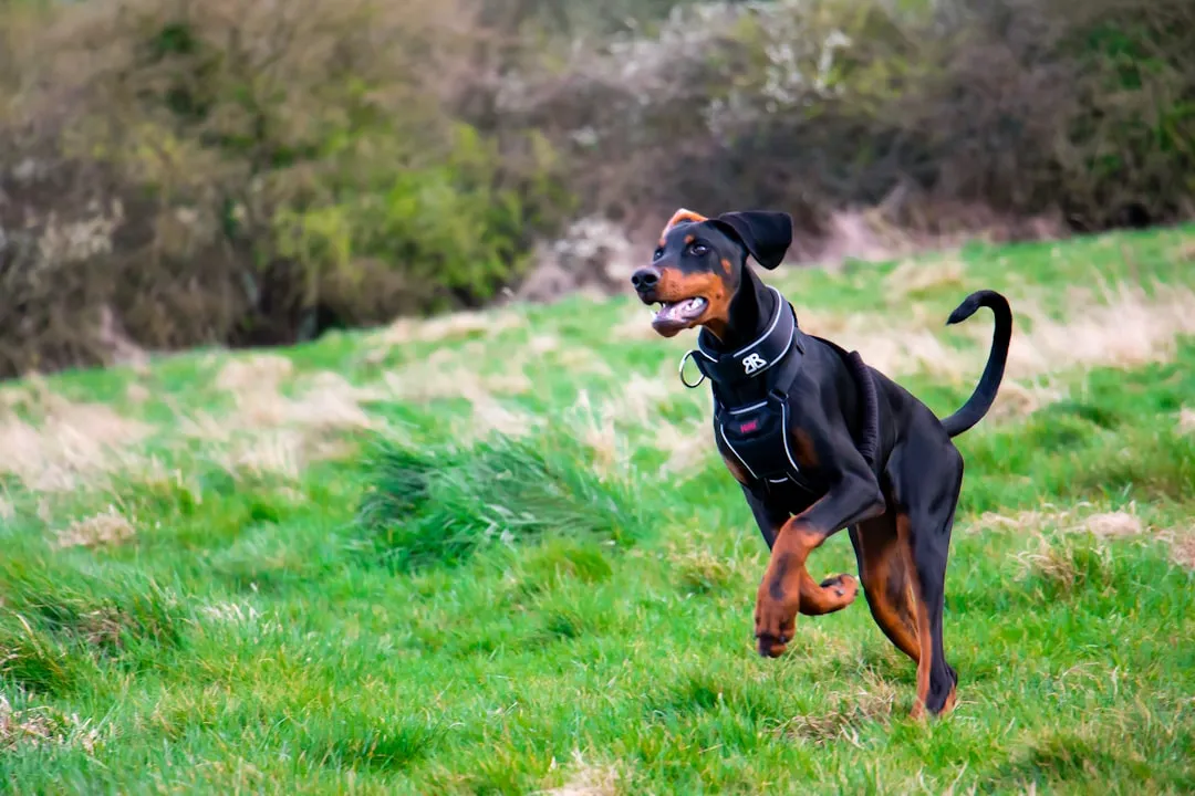 #13 - Doberman Pinscher: Sleek, Loyal, and Misjudged (Image Credits: Unsplash)