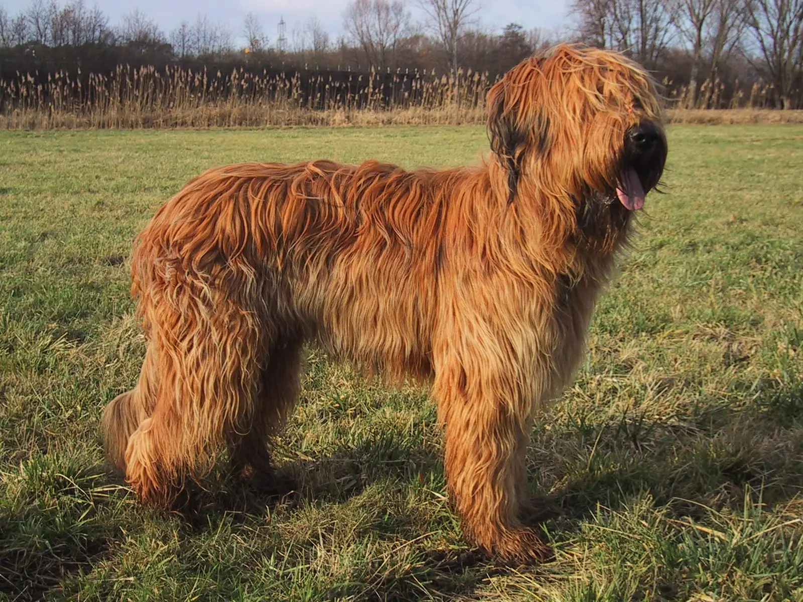 #14 - Briard: Too Much Coat, Too Little Trend (By Birgit Balzer, Deutschland (uploaded by Caronna 17:00, 10 Feb 2005 (UTC)), CC BY-SA 3.0)