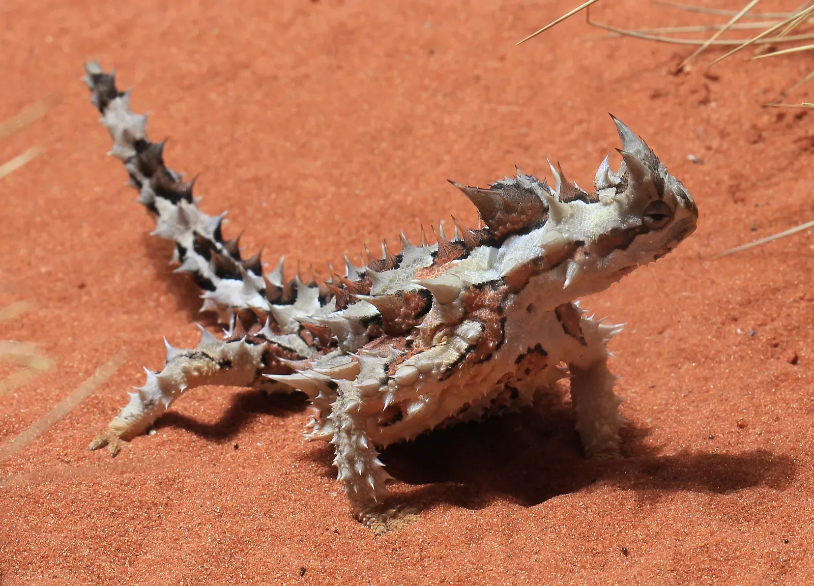 Thorny Devil: A Walking Cactus (Image Credits: Wikimedia)
