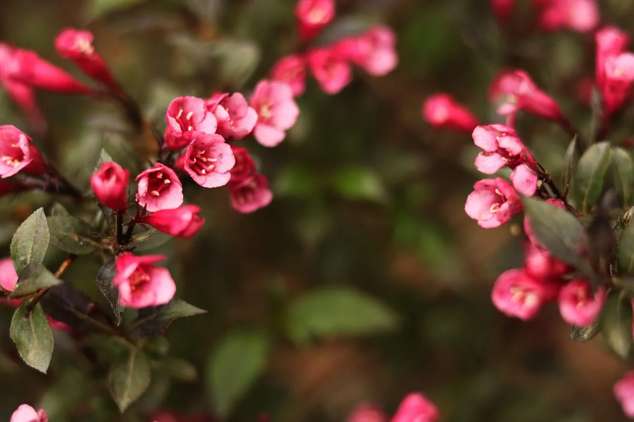 #17 - Weigela: The Old-Fashioned Shrub Nobody Talks About (Image Credits: Pixabay)