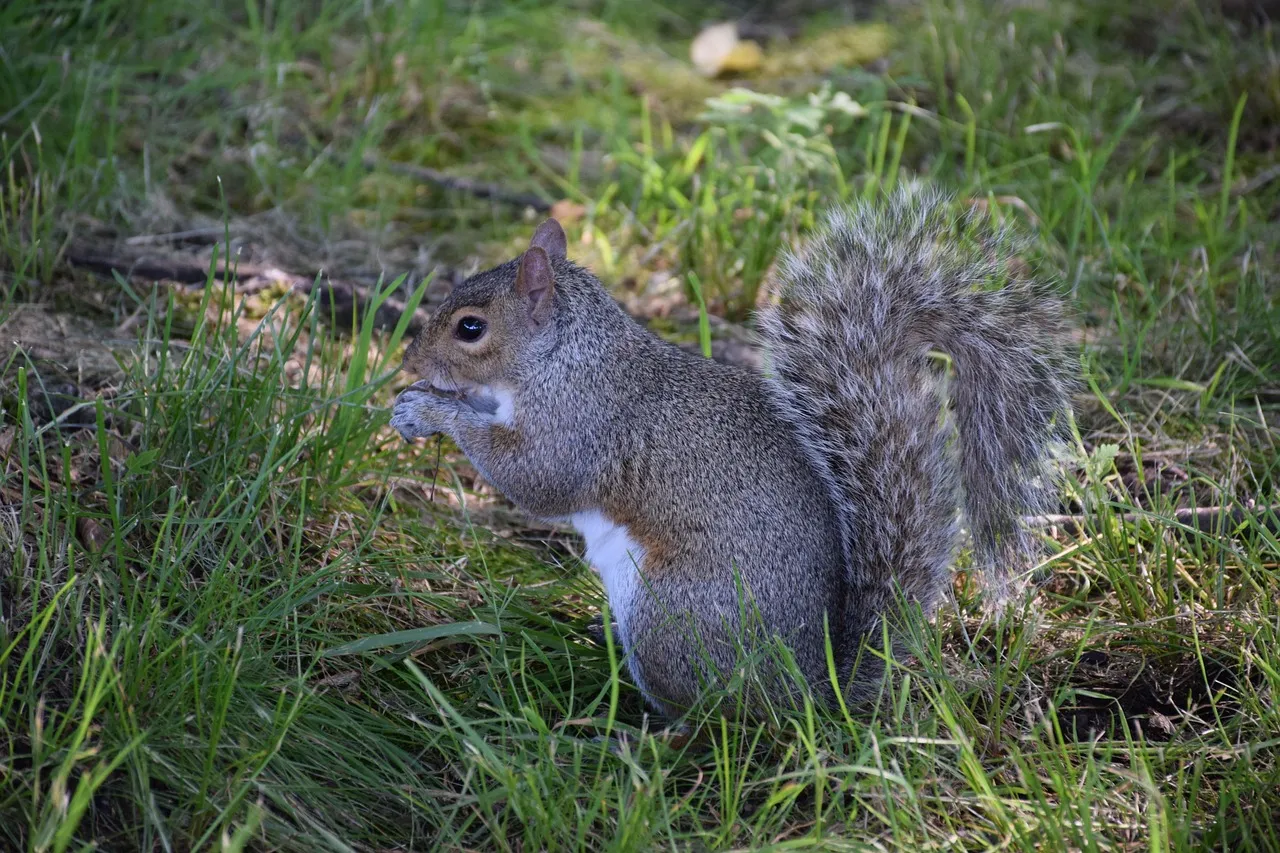 #1 Eastern Gray Squirrel (Image Credits: Pixabay)