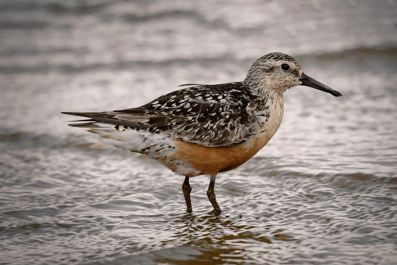 #8 - Bombay Hook National Wildlife Refuge, Delaware (Image Credits: Pixabay)