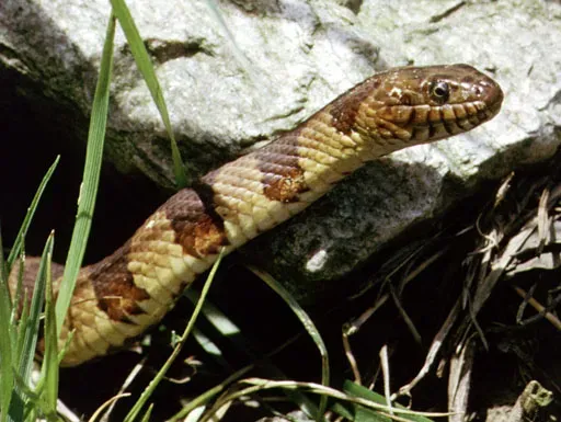 Scorpio (October 23 – November 21): The Northern Water Snake (Photograph taken by Patrick Coin, CC BY-SA 2.5)