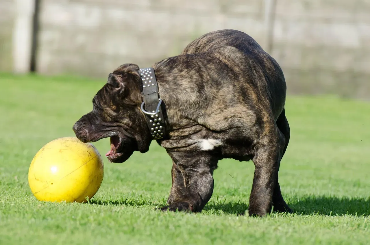 #9 - Presa Canario (Image Credits: Pixabay)