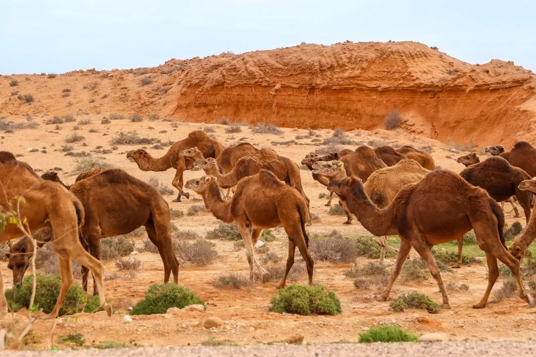 5. The Camel: The Ship of the Desert That Built Global Trade (Image Credits: Unsplash)