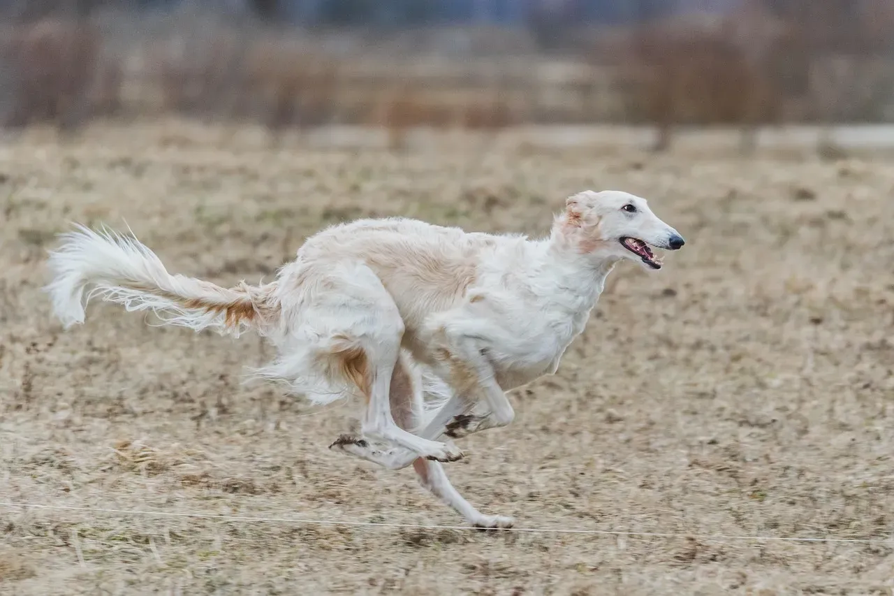 12. Whippet - Sprint, Then Snooze (Image Credits: Pixabay)