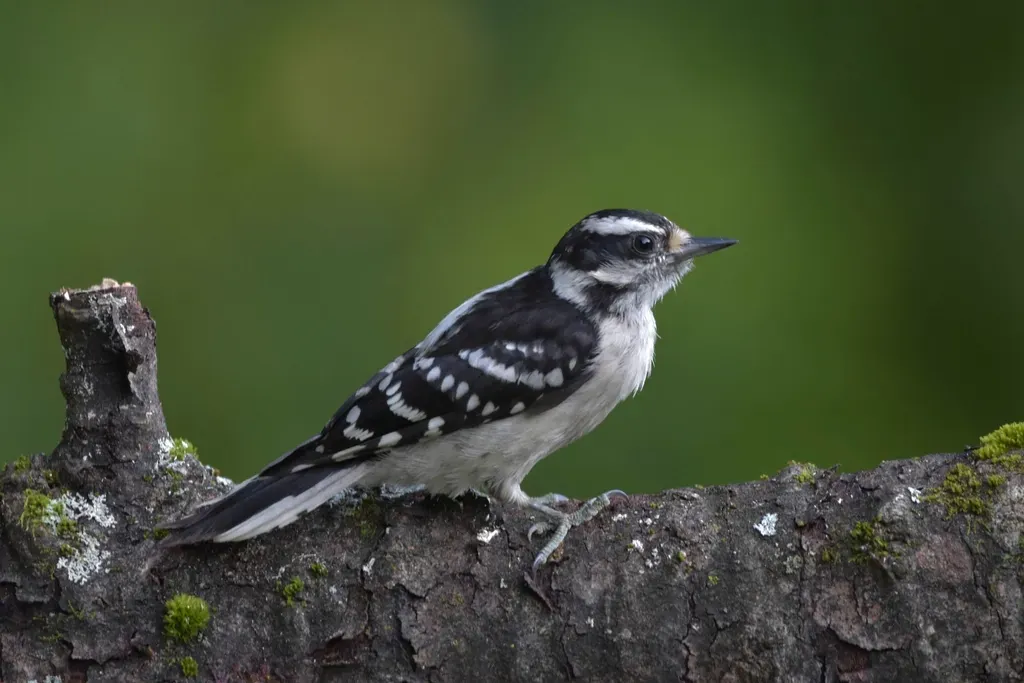 #11 Aquarius (January 20 &ndash; February 18): The Downy Woodpecker (Image Credits: Rawpixel)