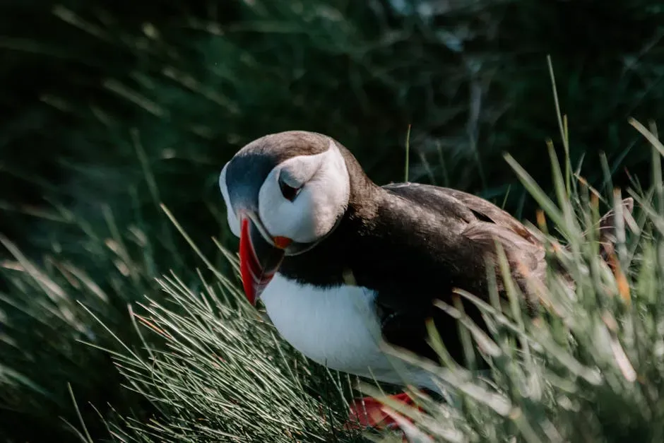 The Underwater World of a Hunting Puffin (Image Credits: Pexels)
