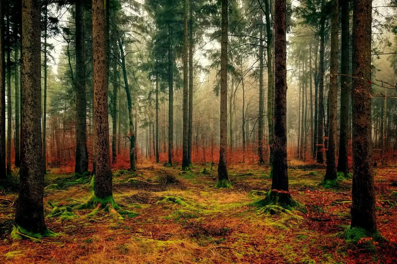 Olympic National Park, Washington &ndash; Rainforest Sanctuary (Image Credits: Pixabay)