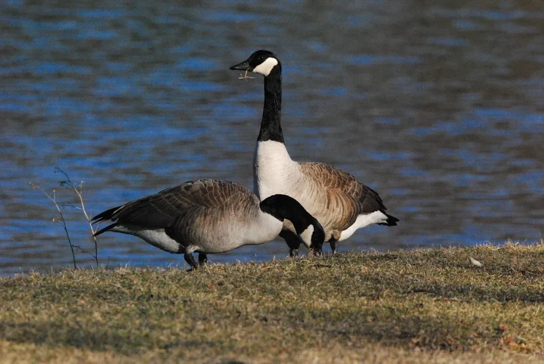 #8 - Canada Geese Treat Your Pond Like Inherited Property (Image Credits: Unsplash)