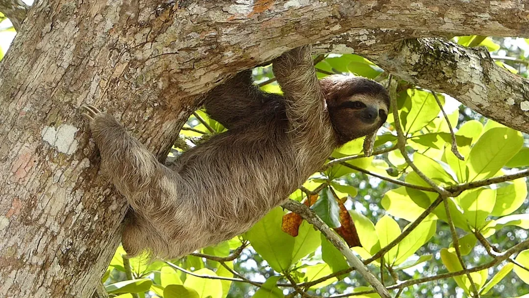 10. The Sloth: Moss-Covered, Algae-Tinted, and Surprisingly Well-Adapted (Image Credits: Unsplash)