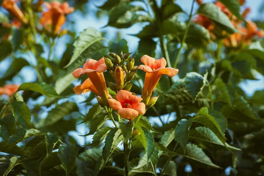 #2 - Trumpet Vine (Campsis radicans): The Nectar Powerhouse With a Catch (Image Credits: Unsplash)
