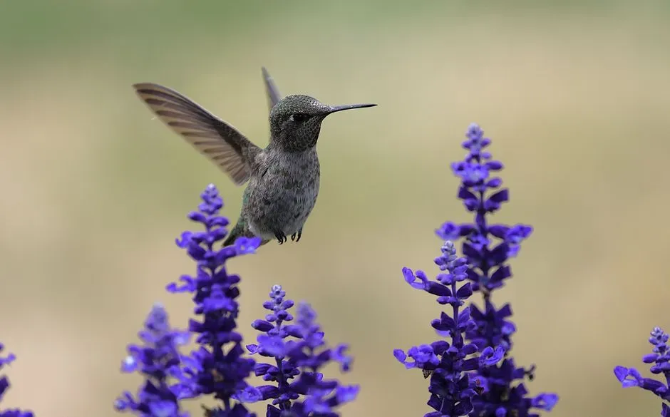#3 - Salvia: The Workhorse Genus That Experts Rank Highest for Season-Long Reliability (Image Credits: Pexels)