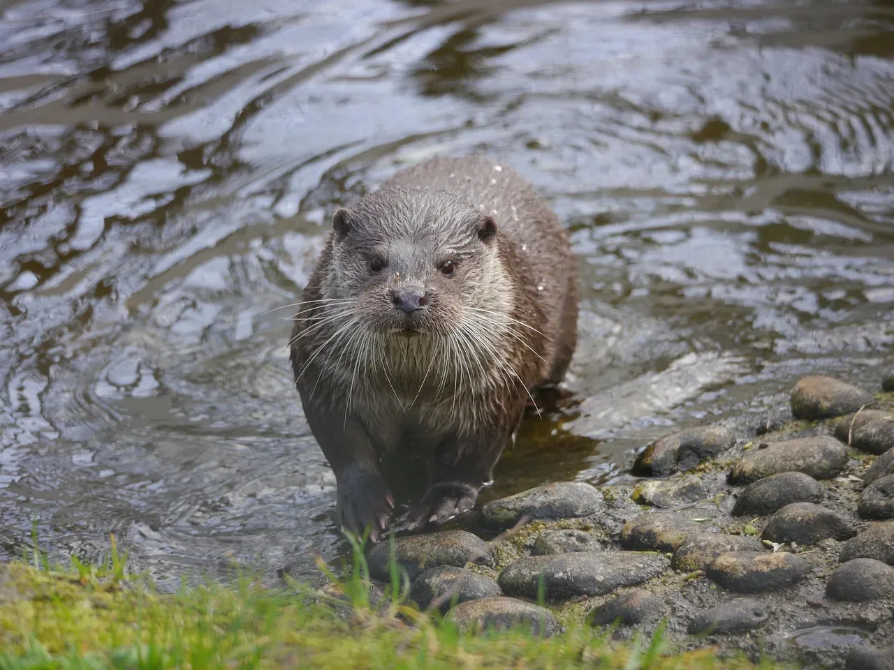 Pisces: The River Otter (Image Credits: Pixabay)