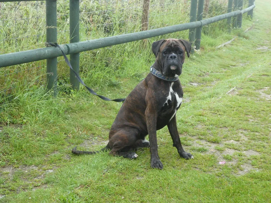 Boxer: The Playful Guardian (Image Credits: Flickr)