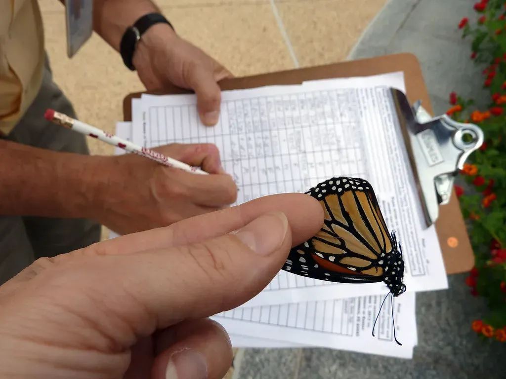 Ultralight Transmitters Reveal New Secrets (Image Credits: Flickr)