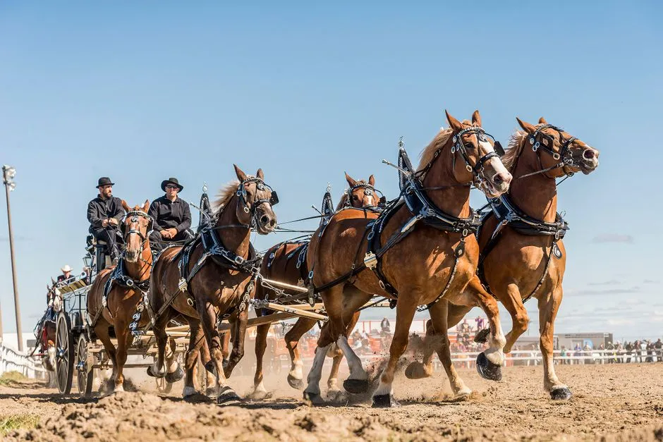 #9 - Draft Horses Used for Heavy Commercial Work (Image Credits: Pexels)