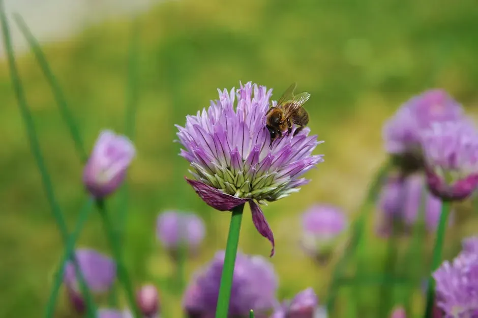 Chives: Small Space, Big Bee Appeal (Image Credits: Pexels)