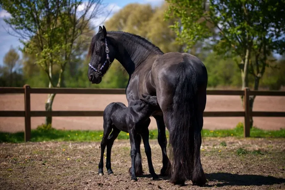 #8 – Friesian: The Baroque Beauty With Narrow Focus (Image Credits: Pexels)