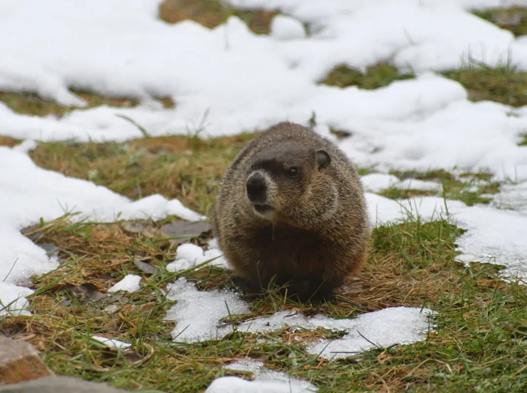 #4 - During Hibernation, Their Heart Nearly Stops (Image Credits: Unsplash)