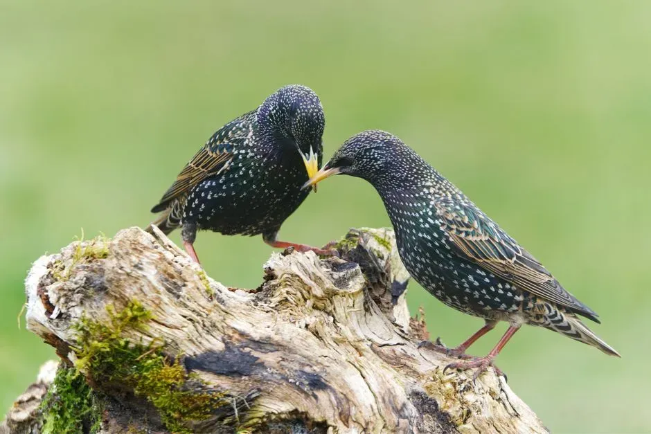 European Starling (Image Credits: Pexels)