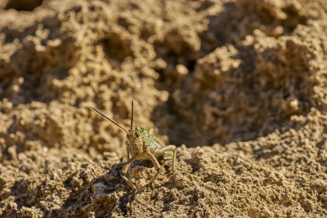 What Crickets Do to Your Soil (Image Credits: Unsplash)