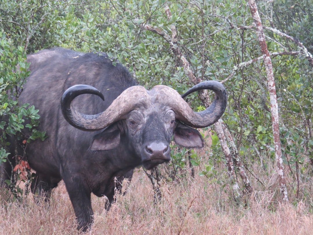 Lakota Tribe and the Sacred Buffalo (Image Credits: Unsplash)