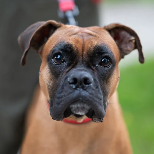 Boxer (Image Credits: Pexels)