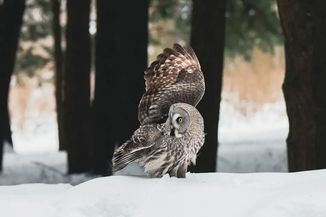 Why Owls Can't Simply Move Their Eyes Instead (Image Credits: Unsplash)