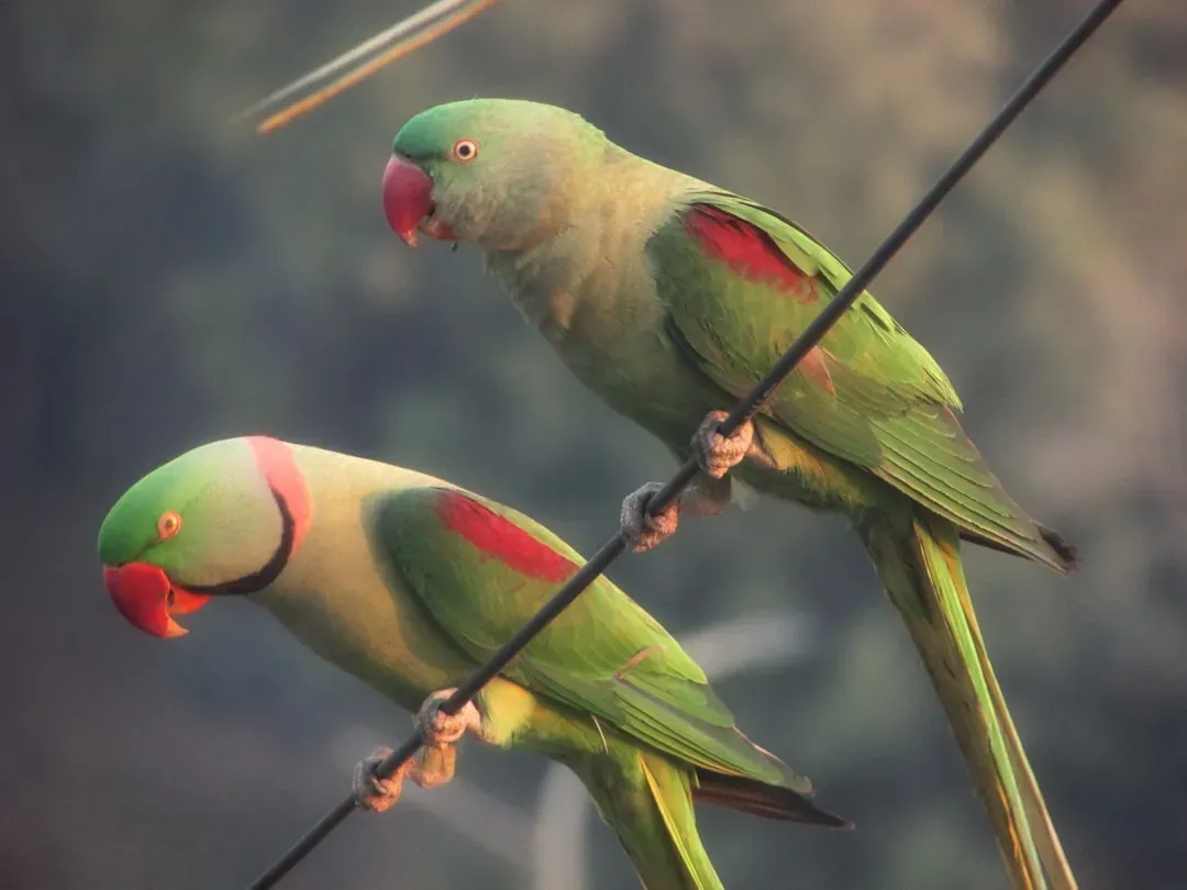 The Science Behind Lovebird Devotion (Image Credits: Unsplash)