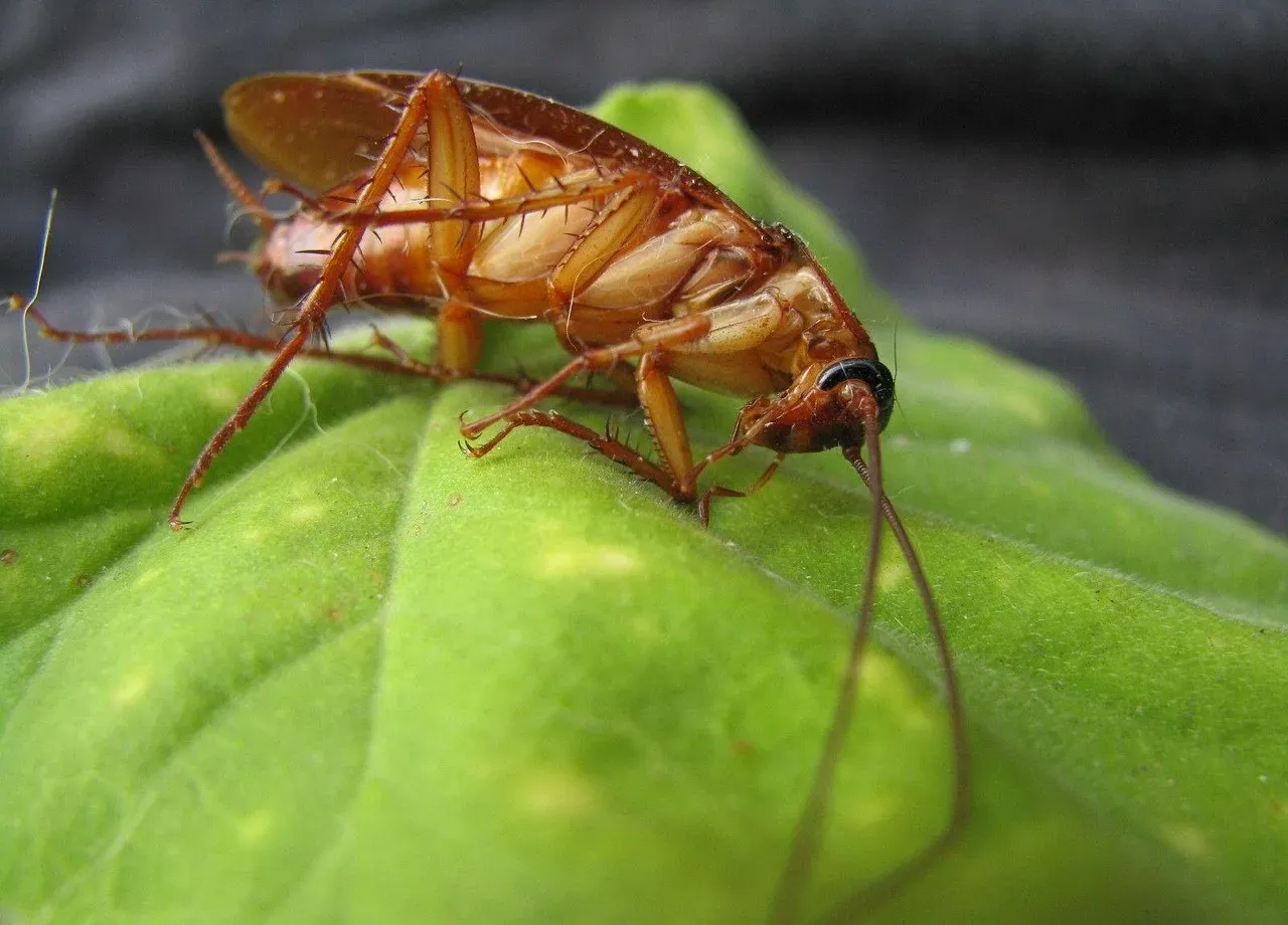 Why Standard Elimination Methods Keep Failing (Image Credits: Pixabay)