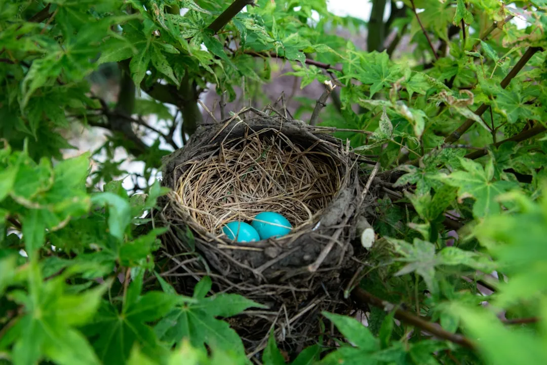 #3 The Nesting Attempt Simply Failed Naturally (Image Credits: Unsplash)