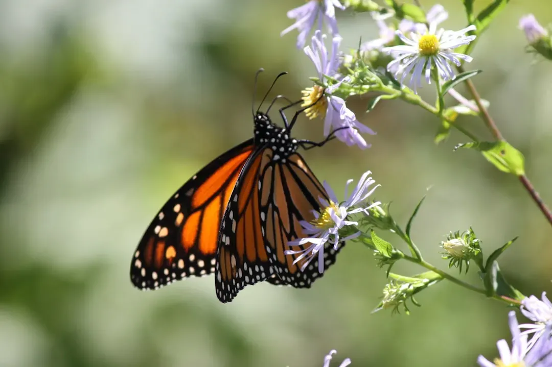 What Butterflies Actually Tell Us About Ecosystem Health (Image Credits: Unsplash)