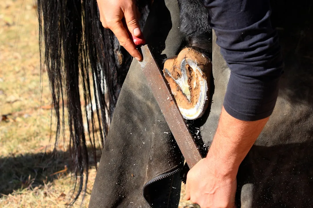 #14 - Treating Hoof Care as Optional Until It Isn't (Image Credits: Unsplash)