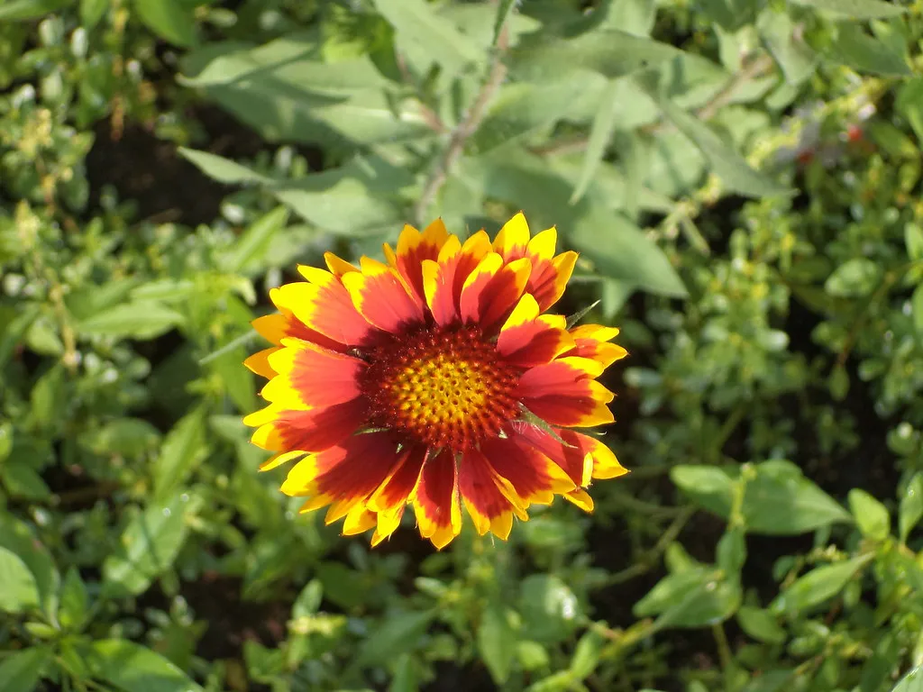 #18 - Blanket Flower: Gaillardia That Blooms Nonstop in Heat (Brandon Blahnik, Flickr, CC BY 2.0)