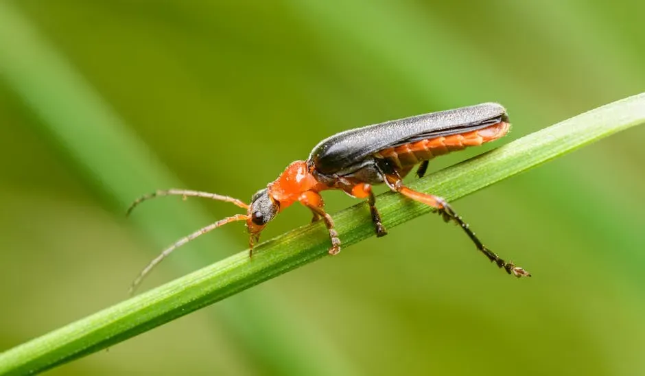 8. Soldier Beetles: Golden Aphid Patrol (Image Credits: Pexels)