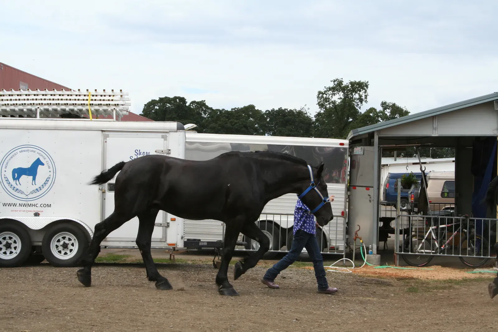#7 – Percheron Drafts (By Cyborgsuzy, CC BY-SA 3.0)
