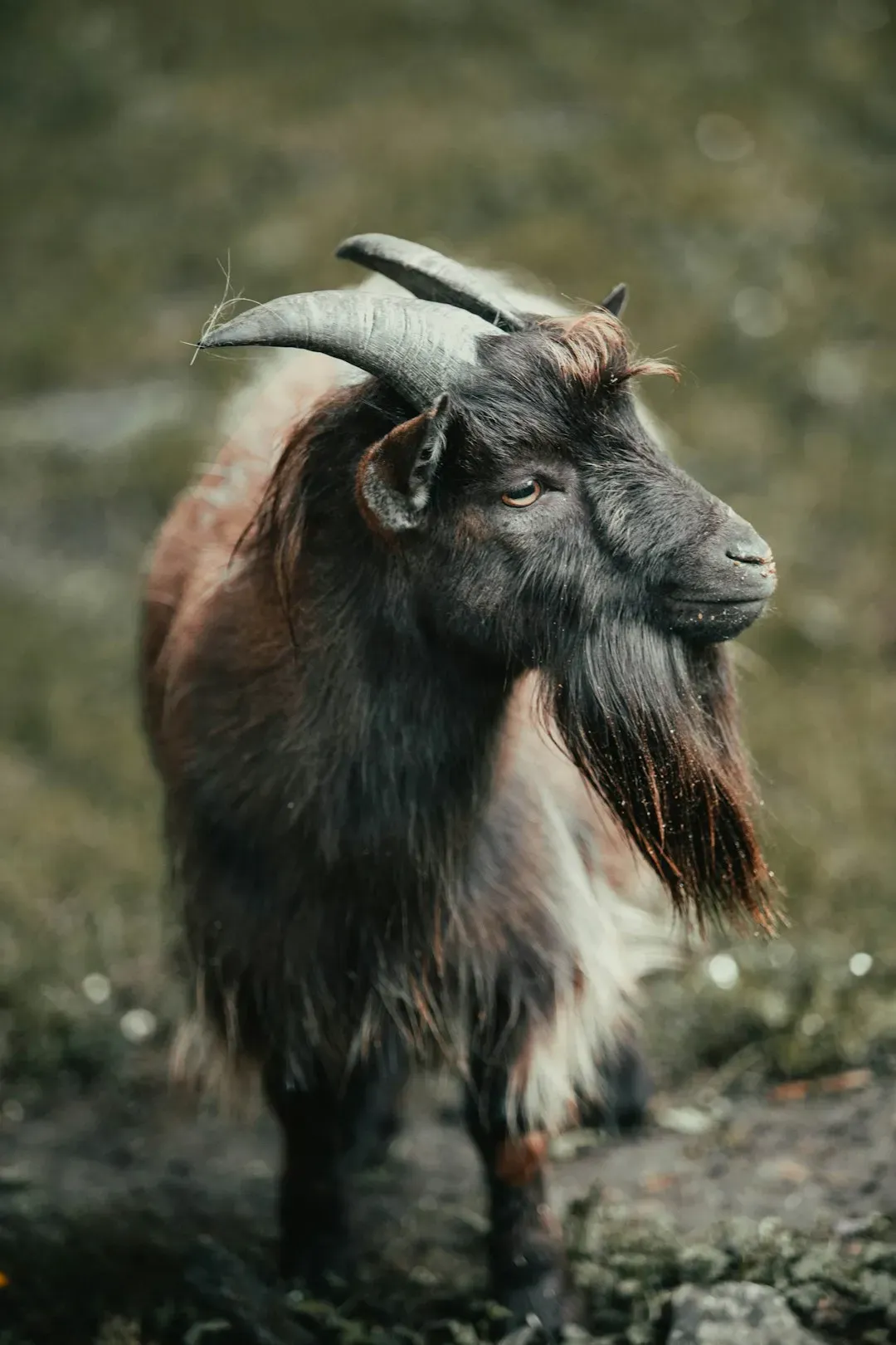 Love, Compatibility, and the Heart of the Fire Goat Year (Image Credits: Unsplash)