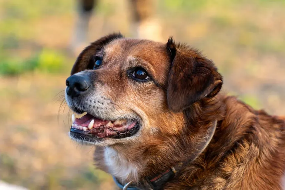 #16: The Mixed-Breed Dog (Image Credits: Pexels)