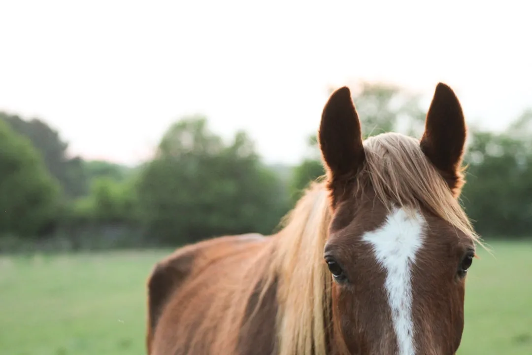 #2 - The Ears Lock Onto You Like a Radar (Image Credits: Unsplash)