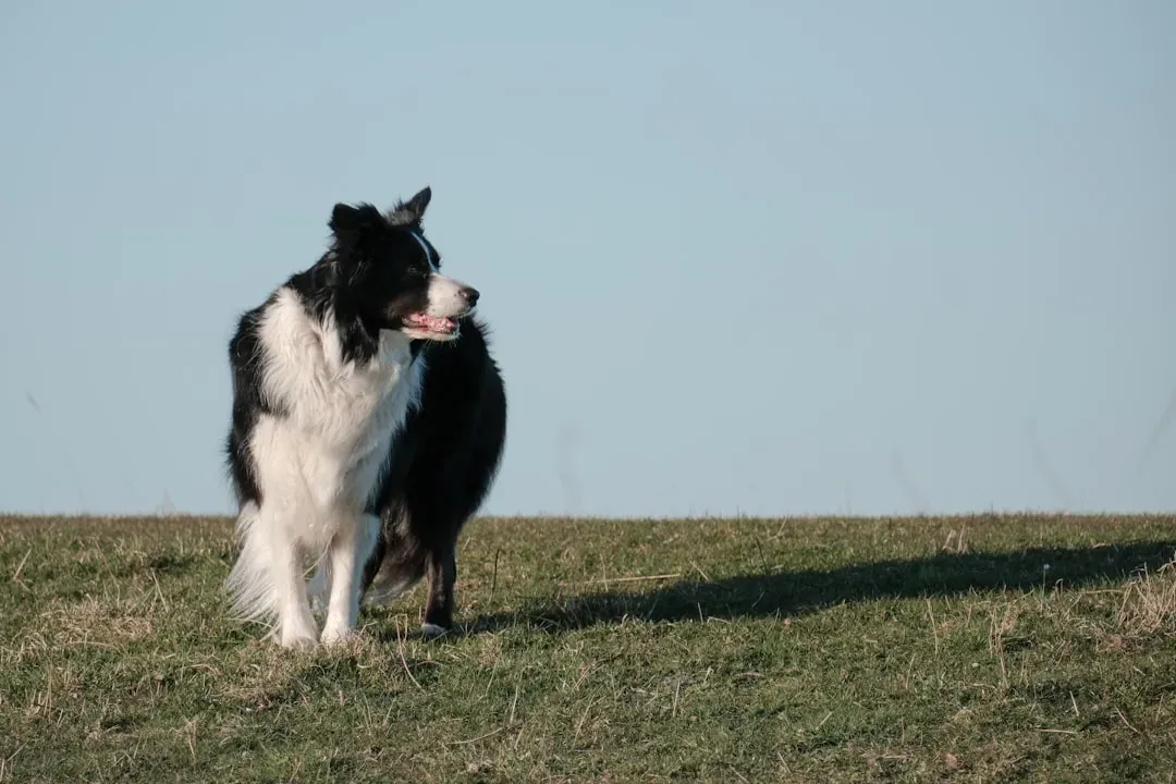 Border Collie (Image Credits: Unsplash)