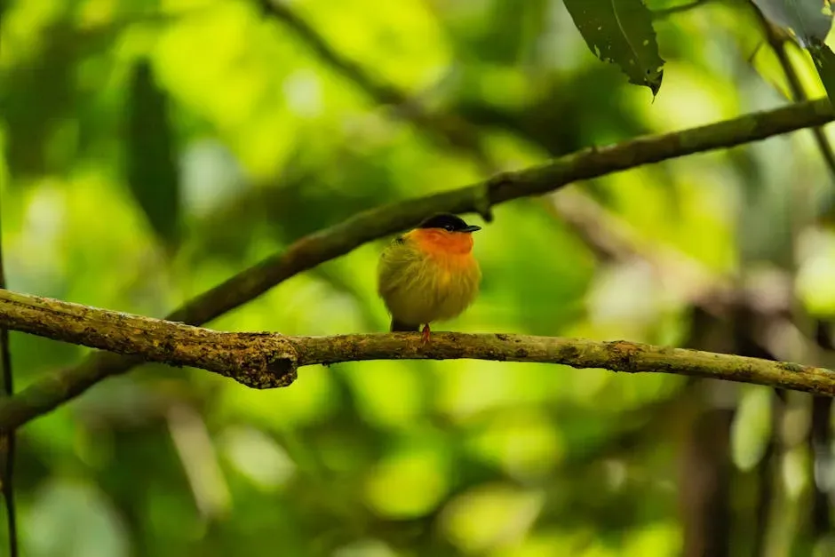 5. The Club-Winged Manakin: Music from the Wings (Image Credits: Pexels)